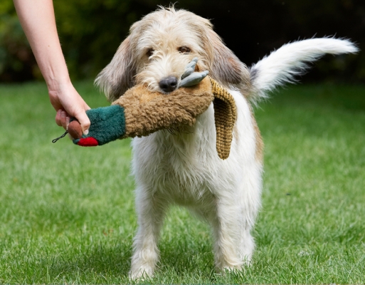 I've got a firm grip
Schlüsselwörter: Bassett Dog Dogs Grand Hound Hounds Libbie Pheasant Play Playing Playtime Vendeen