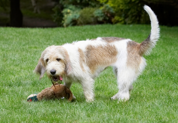 OK, I'm bored with this now
Ключові слова: Bassett Dog Dogs Grand Hound Hounds Libbie Pheasant Play Playing Playtime Tongue Vendeen