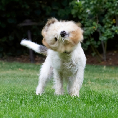 Twist and turn
Palabras clave: Bassett Dog Dogs Grand Hound Hounds Libbie Play Playing Playtime Shake Shaking Spin Vendeen