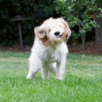 Oooh, that's better
Palabras Clave: Bassett Dog Dogs Grand Hound Hounds Libbie Play Playing Playtime Shake Shaking Twist Vendeen
