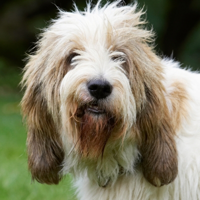 Oh aye, it's a rum do
Schlüsselwörter: Alfie Bassett Dog Dogs Grand Hound Hounds Play Playing Playtime Vendeen