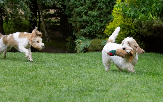 I'm coming to get what's mine
Anahtar kelimeler: Alfie Bassett Chase Chasing Dog Dogs Grand Hound Hounds Libbie Pheasant Play Playing Playtime Run Running Vendeen