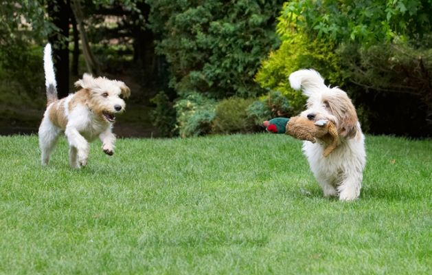 GIVE IT BACK!!
Ključne besede: Alfie Bassett Chase Chasing Dog Dogs Grand Hound Hounds Libbie Pheasant Play Playing Playtime Run Running Vendeen