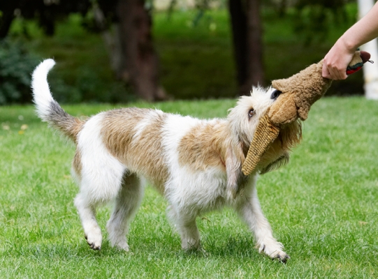 Go on, pullllllllll
Trefwoorden: Bassett Dog Dogs Grand Hound Hounds Libbie Pheasant Play Playing Playtime Tug-o-war Vendeen