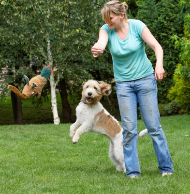 Oh no, there it goes
Palabras clave: Bassett Blonde Dog Dogs Grand Hound Hounds Kate Libbie Pheasant Play Playing Playtime Vendeen Woman
