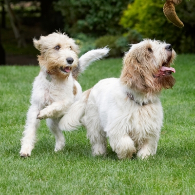 I WANT it
Ključne besede: Alfie Bassett Chase Chasing Dog Dogs Grand Hound Hounds Libbie Play Playing Playtime Tongue Vendeen