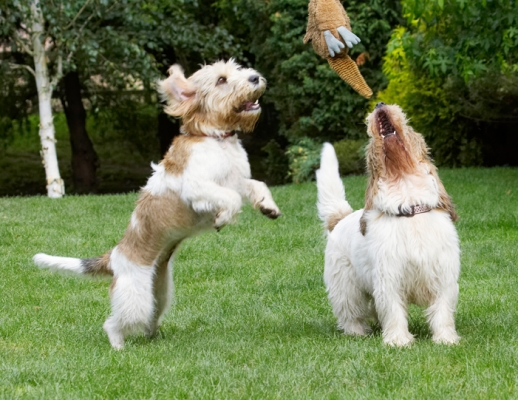 Don't just give it to Alfie!!
Ключевые слова: Alfie Bassett Dog Dogs Grand Hound Hounds Jump Jumping Libbie Pheasant Play Playing Playtime Vendeen