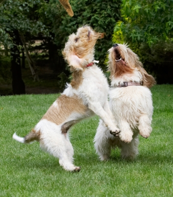 I want it too
Keywords: Alfie Bassett Dog Dogs Grand Hound Hounds Jump Jumping Libbie Play Playing Playtime Vendeen