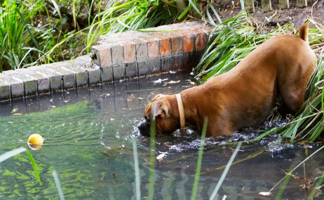 Carefully does it
Ključne besede: Ball Boxer Dog Dogs Nog Play Playing Playtime Wade Wading Water