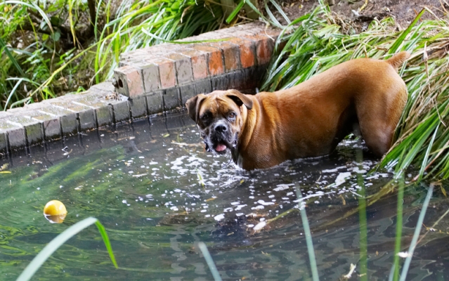 Wot!! I'm jus' gonna get this ball
Λέξεις-κλειδιά: Ball Boxer Dog Dogs Nog Play Playing Playtime Wade Wading Water