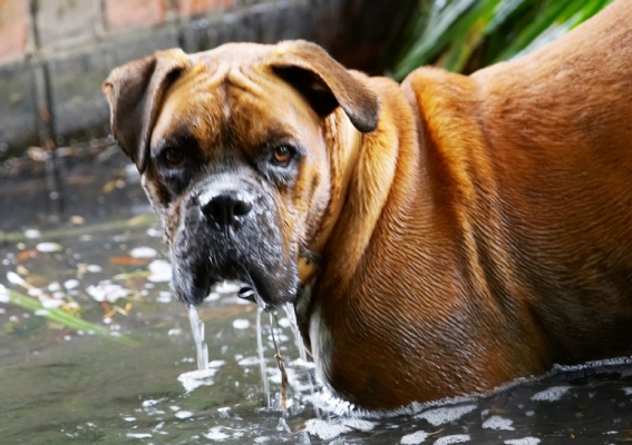 Hey, I was thirsty
Keywords: Boxer Dog Dogs Head Nog Play Playing Playtime Water