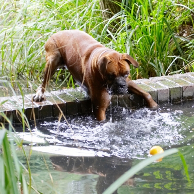 Hmmmm, this is a bit tricky
Keywords: Ball Boxer Dog Dogs Nog Play Playing Playtime Water