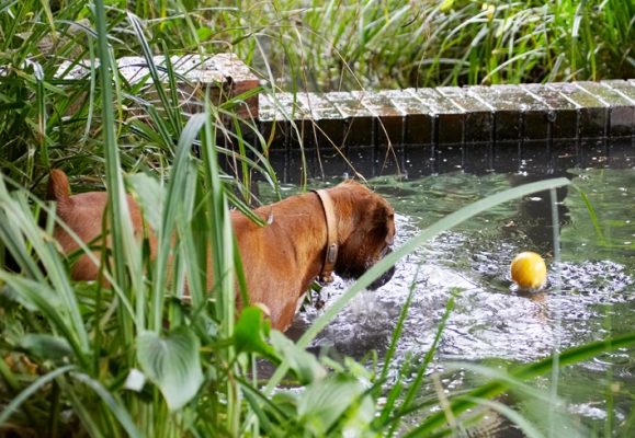 S'pose I'm gonna have to get wet to get that.......
Anahtar kelimeler: Ball Boxer Dog Dogs Nog Play Playing Playtime Water