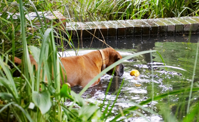 ......... here I go
Palabras clave: Ball Boxer Dog Dogs Nog Play Playing Playtime Wade Wading Water