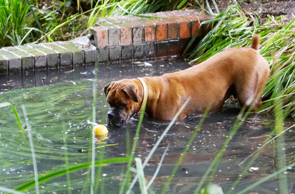 Got there
Słowa kluczowe: Ball Boxer Dog Dogs Nog Play Playing Playtime Wade Wading Water