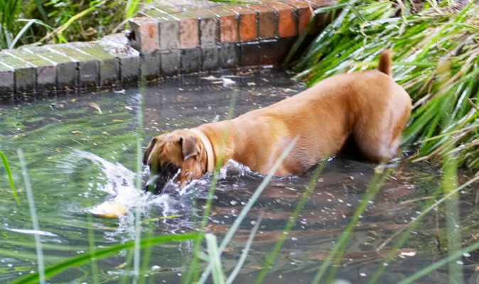 Whoops, that didn't work
Keywords: Ball Boxer Dog Dogs Nog Play Playing Playtime Wade Wading Water