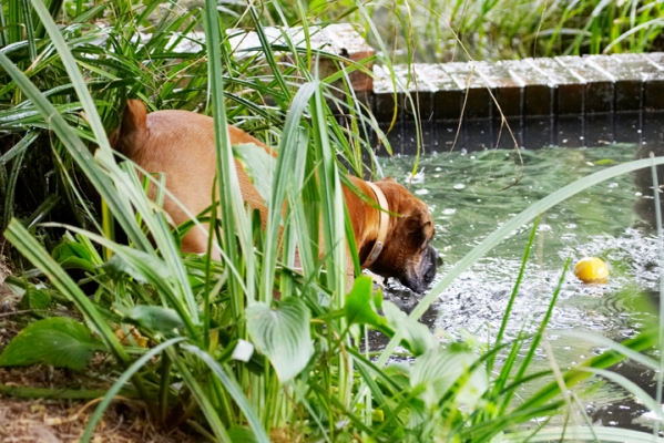 Hmmmm, let's think this through
Klíčová slova: Ball Boxer Dog Dogs Nog Play Playing Playtime Water