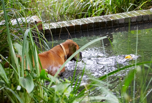 Stay there ball
Palabras clave: Ball Boxer Dog Dogs Nog Play Playing Playtime Wade Wading Water