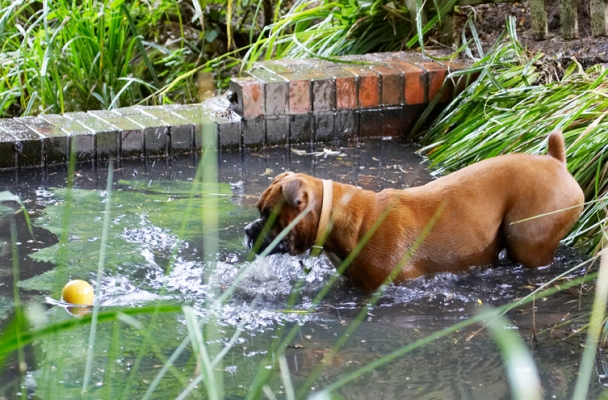 ........ well, that didn't work
Schlüsselwörter: Ball Boxer Dog Dogs Nog Play Playing Playtime Wade Wading Water