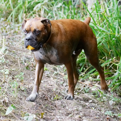 Success!!!!
Anahtar kelimeler: Ball Boxer Dog Dogs Nog Play Playing Playtime Stand Standing