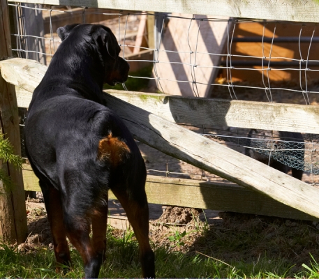 Wot are you?
Keywords: Berkshire Dog Dogs Hugo Pig Pigs Play Playing Playtime Rottweiler