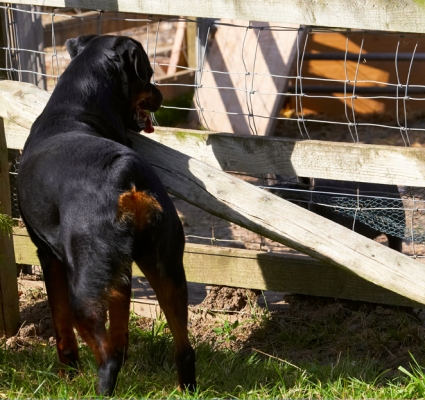 How d'ya do?
Keywords: Berkshire Dog Dogs Hugo Pig Pigs Play Playing Playtime Rottweiler Tongue