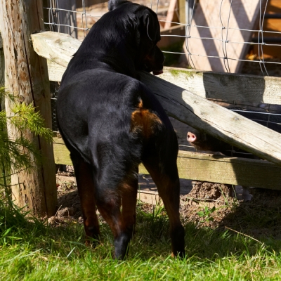 You're little aren't you!
Ключови думи: Berkshire Dog Dogs Hugo Pig Pigs Play Playing Playtime Rottweiler Snout