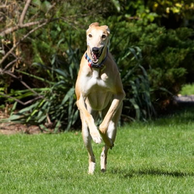 Here I come!!
Palabras clave: Dog Dogs Greyhound Greyhounds Laurel Mister MR Play Playing Playtime Run Running Smile Smilling