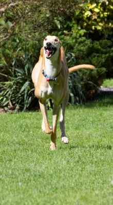 I'm still looking for the hare
Keywords: Dog Dogs Greyhound Greyhounds Laurel Mister MR Play Playing Playtime Run Running Smile Smiling Tongue