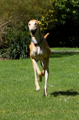 ......... and here I come again
Palabras clave: Dog Dogs Greyhound Greyhounds Laurel Mister MR Play Playing Playtime Run Running