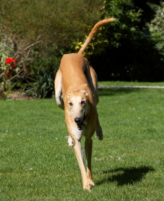 Born to run
Palabras clave: Dog Dogs Greyhound Greyhounds Laurel Mister MR Play Playing Playtime Run Running