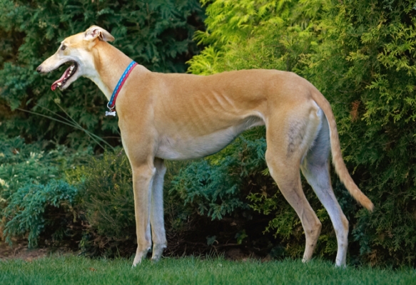 I need a breather now
Ključne besede: Dog Dogs Greyhound Greyhounds Laurel Mister MR Play Playing Playtime Stand Standing Tongue