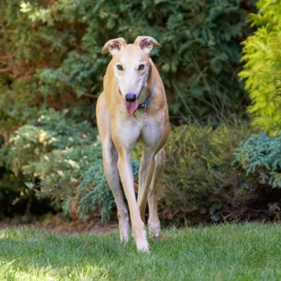 I'm pacing myself
Palabras clave: Dog Dogs Greyhound Greyhounds Laurel Mister MR Play Playing Playtime Tongue