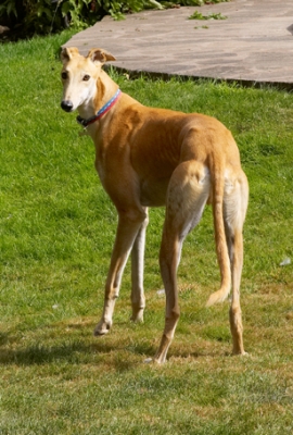 Wot
Palabras clave: Dog Dogs Greyhound Greyhounds Laurel Mister MR Play Playing Playtime Stand Standing