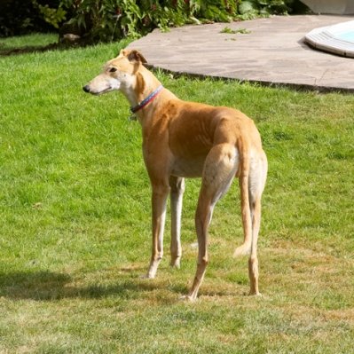Hmmm, what's going on over there?
Keywords: Dog Dogs Greyhound Greyhounds Laurel Mister MR Play Playing Playtime Stand Standing
