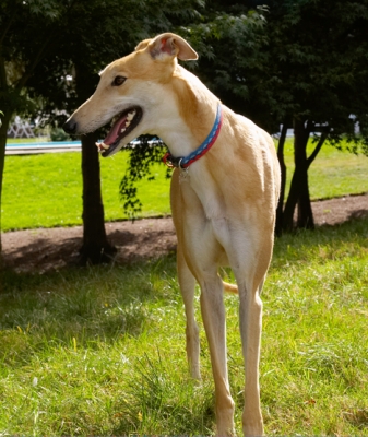 I'm just thinking about what to do next
Ključne besede: Dog Dogs Greyhound Greyhounds Laurel Mister MR Play Playing Playtime Stand Standing Tongue