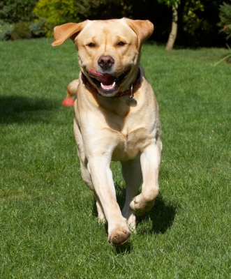 Where's the party
Schlüsselwörter: Barney Dog Dogs Golden Play Playing Playtime Retriever Retrievers Run Running Smile Smiling Tongue