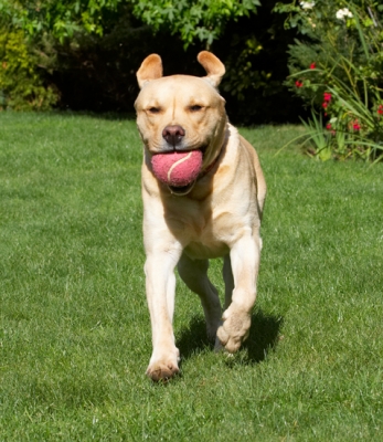I'm coming in for another throw
Ключові слова: Ball Barney Dog Dogs Golden Play Playing Playtime Retriever Retrievers Run Running