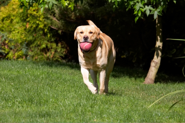 Jus' strolling
Keywords: Ball Barney Dog Dogs Golden Play Playing Playtime Retriever Retrievers