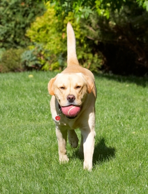 I'm just too pooped to run
Λέξεις-κλειδιά: Ball Barney Dog Dogs Golden Play Playing Playtime Retriever Retrievers