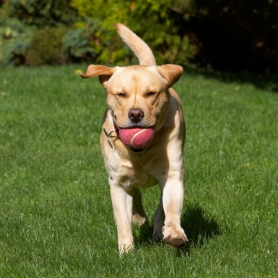 This is a good game
Keywords: Ball Barney Dog Dogs Golden Play Playing Playtime Retriever Retrievers Run Running