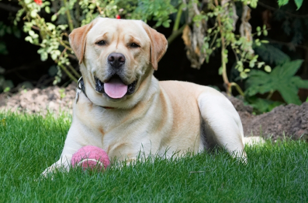 Yep, take a good look, I'm lying down
Keywords: Ball Barney Dog Dogs Golden Lying Play Playing Playtime Rest Resting Retriever Retrievers Tongue