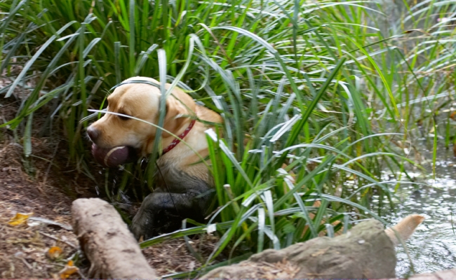 Well, I AM a Retriever
Keywords: Ball Barney Dog Dogs Golden Play Playing Playtime Retriever Retrievers Water