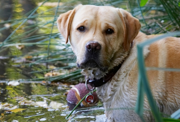 Can you help me get the ball out, please
Ključne besede: Ball Barney Dog Dogs Golden Head Play Playing Playtime Retriever Retrievers Water
