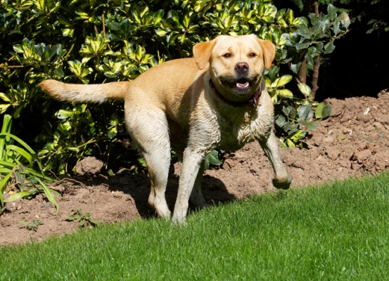Yeah, I am sooooooooooooo proud of myself
Trefwoorden: Barney Dog Dogs Golden Play Playing Playtime Retriever Retrievers Run Running