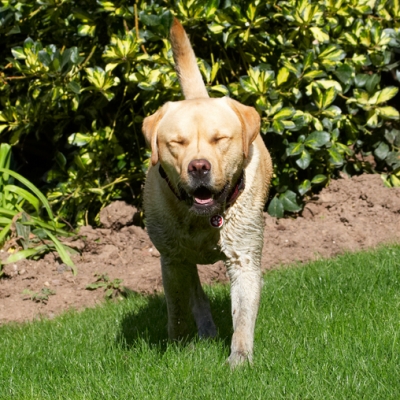 Ooooh, wot WAS in that water????
Ključne besede: Barney Dog Dogs Golden Play Playing Playtime Retriever Retrievers