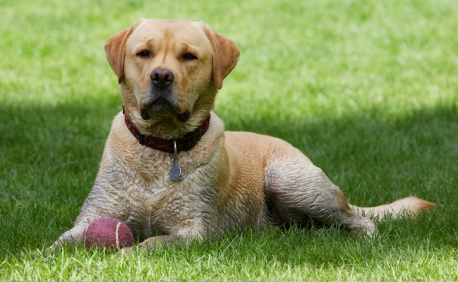 I just gotta rest
Ключові слова: Ball Barney Dog Dogs Down Golden Lying Play Playing Playtime Rest Resting Retriever Retrievers