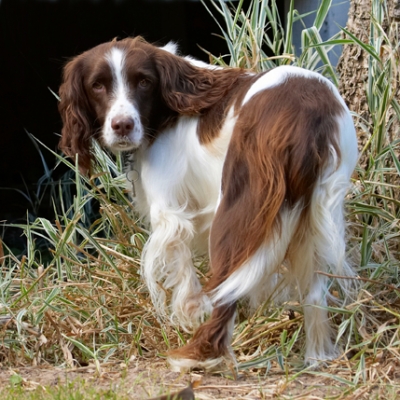 Wot!!
Anahtar kelimeler: Dog Dogs Lola Play Playing Playtime Spaniel Spaniels Springer