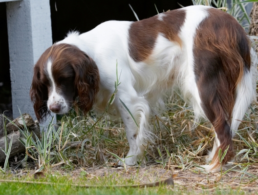What's that?!
Klíčová slova: Dog Dogs Lola Play Playing Playtime Smell Smelling Sniff Sniffing Spaniel Spaniels Springer