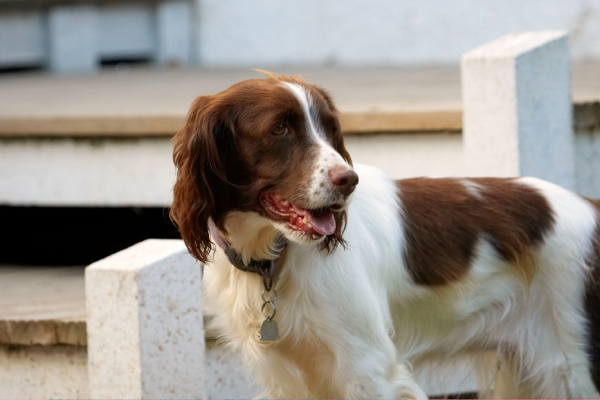 I'm thinking
Schlüsselwörter: Dog Dogs Head Lola Play Playing Playtime Spaniel Spaniels Springer Stand Standing Tongue